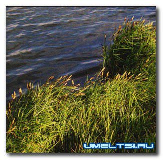 Пруд своими руками. Как избежать ошибок при создании водоема?