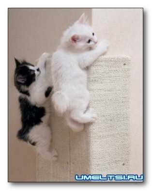 Когтеточка своими руками-мастер класс Когтеточка своими руками-мастер класс