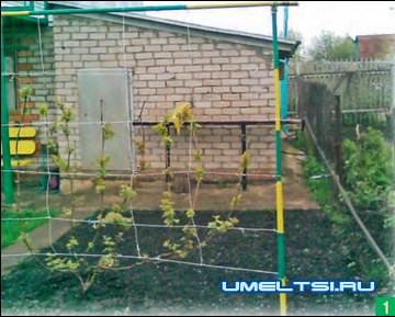 Место под беседку выбирали долго, для этого пришлось убрать виноградник. Место под беседку выбирали долго, для этого пришлось убрать виноградник.