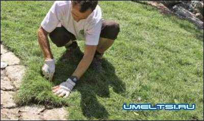 Газон своими руками