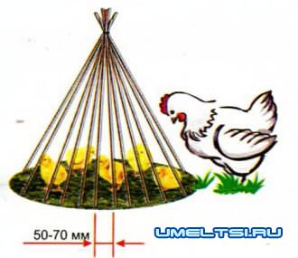 цыплята клюют