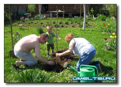 Дачные советы