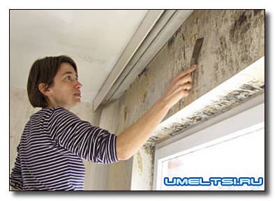 как бороться с плесенью