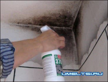 как бороться с плесенью