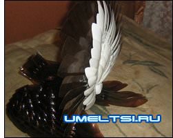 общий вид хвоста анфас