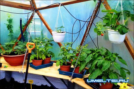 Теплица своими руками штрихи