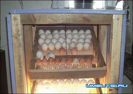 Инкубатор в домашних условиях