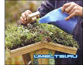 насыпка корма