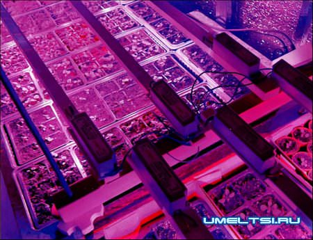 Светодиодная подсветка рассады