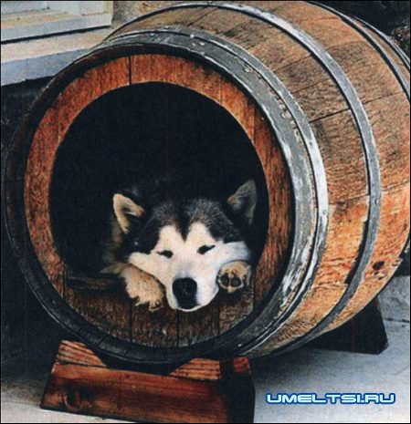 Бочка-конура Бочка-конура