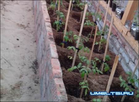 Как построить теплицу своими руками