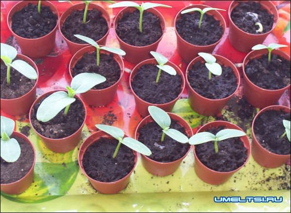 Гидропонная установка своими руками