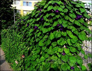 Заборы и изгороди на даче