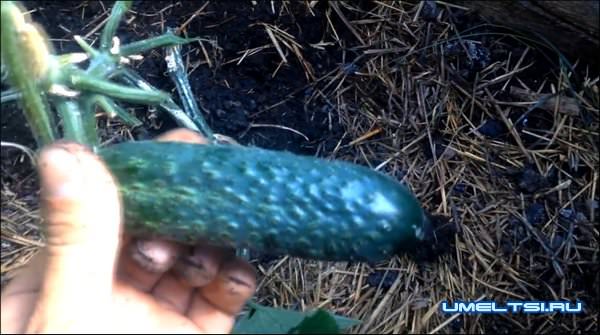 сделать парник своими руками