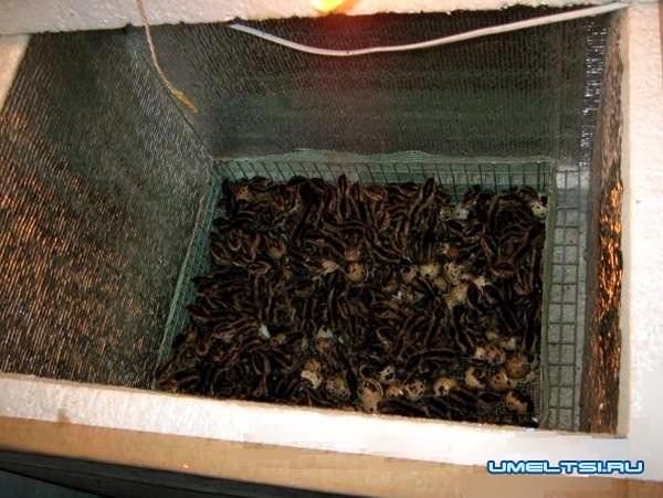 Инкубатор из пенопласта своими руками Инкубатор из пенопласта своими руками