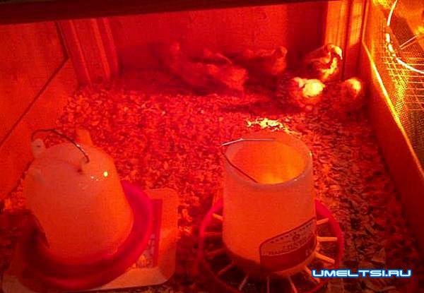 брудер для цыплят своими руками-лампы брудер для цыплят своими руками-лампы