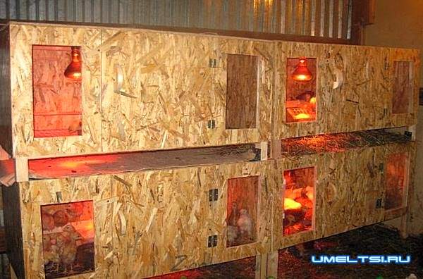 Варианты конструкции брудера Варианты конструкции брудера