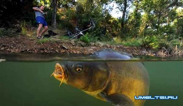 ловля на макушатник своими руками
