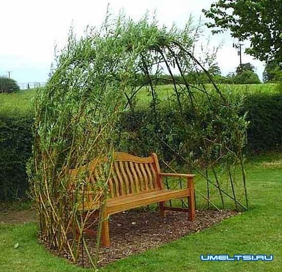 Живая беседка из ивы