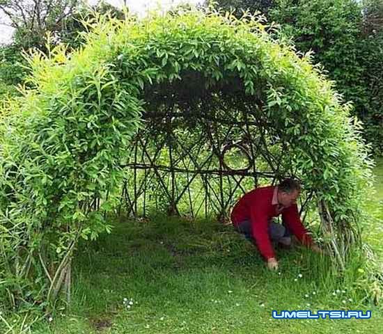 Живая беседка из ивы