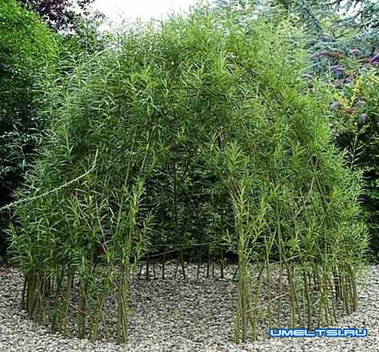 Живая беседка из ивы