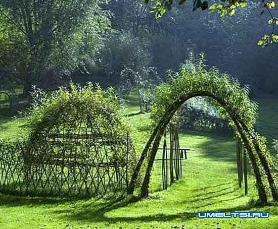 Живая беседка из ивы
