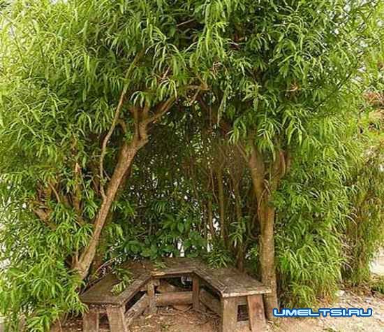 Живая беседка из ивы: примеры оригинальных идей