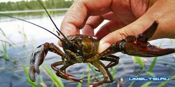Как сделать раколовку своими руками