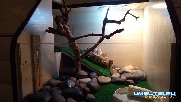 Террариум для черепахи - фото Террариум для черепахи - фото