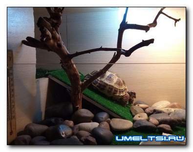 Террариум для черепахи своими руками Террариум для черепахи своими руками