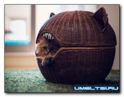 Дом для кошки своими руками