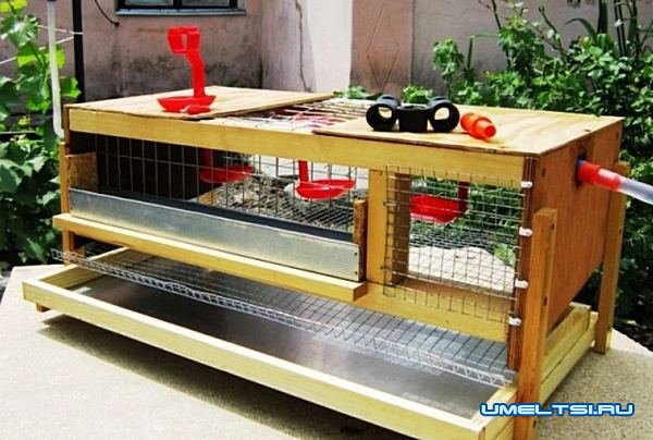 Универсальная клетка для перепелок своими руками Универсальная клетка для перепелок своими руками