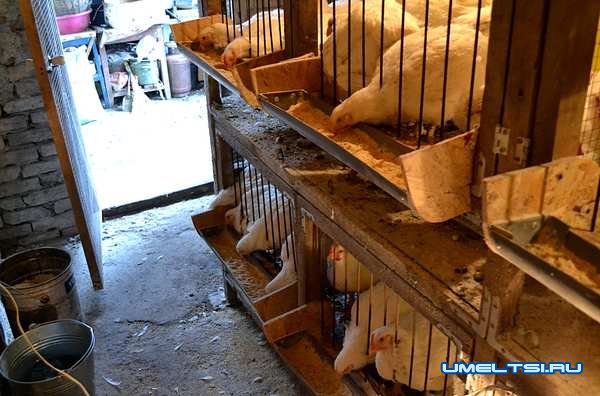 Как сделать клетки для бройлеров-ход работ