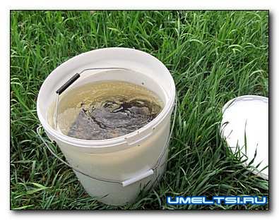 Как сохранить живца жарким летом