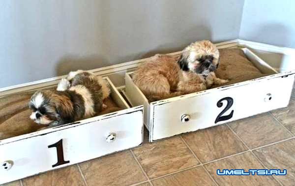 Кровать для собаки-фото