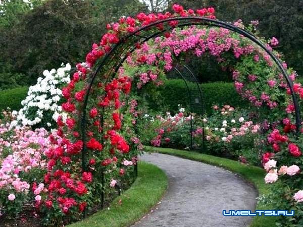 Примеры арок для роз из арматуры: фото