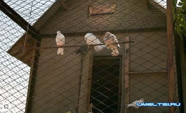 Голубятня своими руками