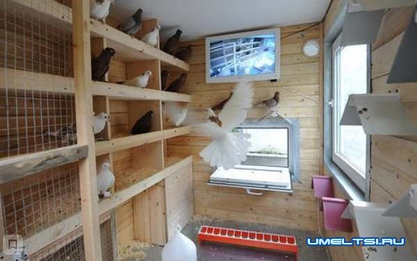 Голубятня своими руками