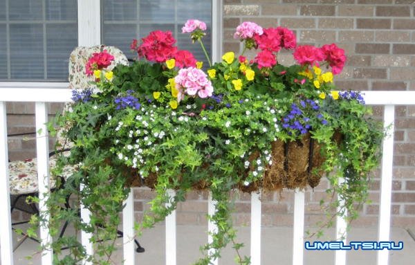 Идеи высадки цветов в саду