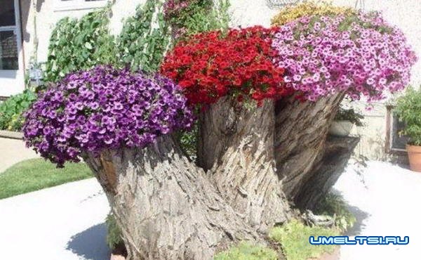 Идеи высадки цветов в саду