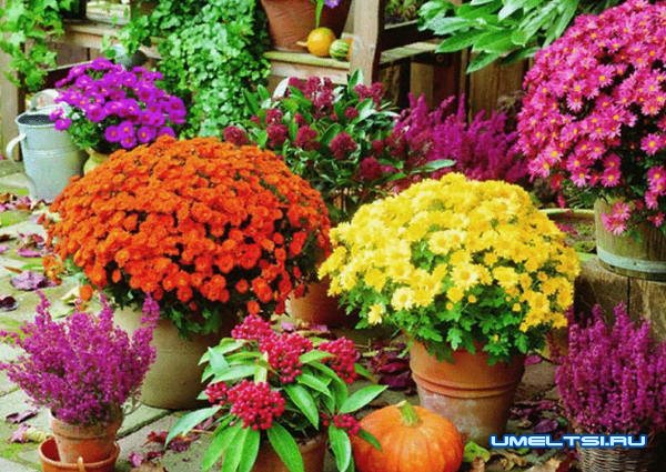 Идеи высадки цветов в саду