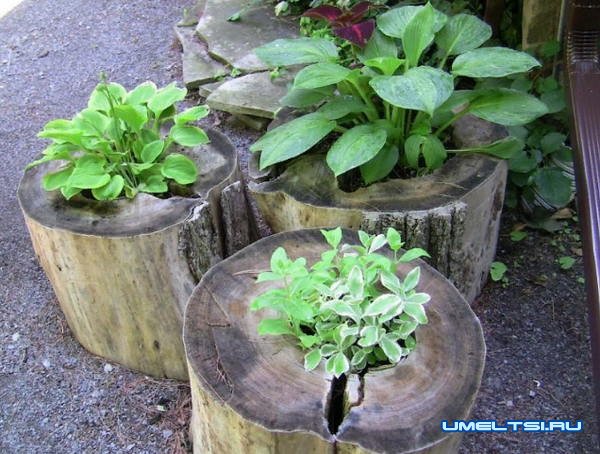 Идеи высадки цветов в саду