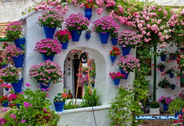 Идеи высадки цветов в саду