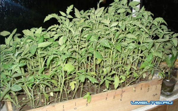 Делаем ящик для рассады с подогревом Делаем ящик для рассады с подогревом