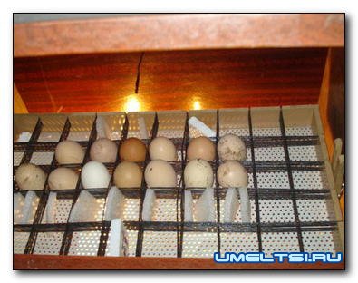 Инкубатор с автоматическим переворотом Инкубатор с автоматическим переворотом