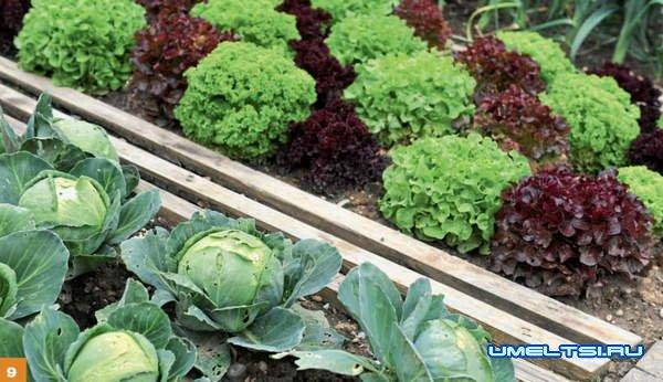 Огородные  лайфхаки