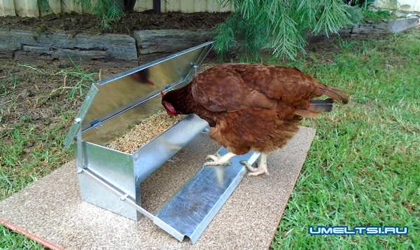 кормушки для кур