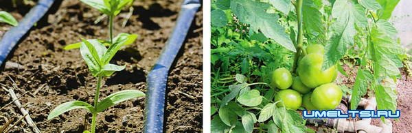 системы автоматического полива системы автоматического полива