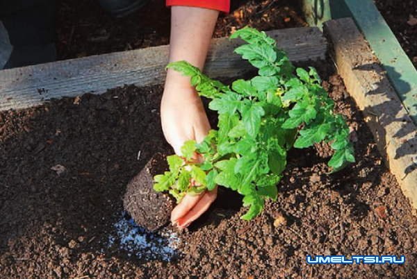 Автополив в теплице