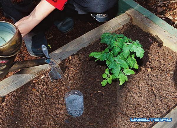 Автополив в теплице